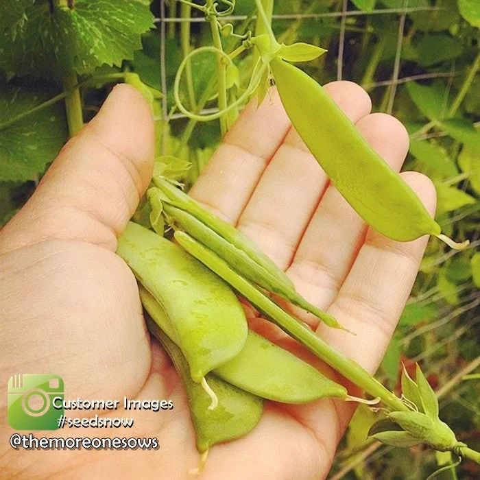 Pea (Snap) - Sugar 13 Pea (Snap) - Sugar - Image 11