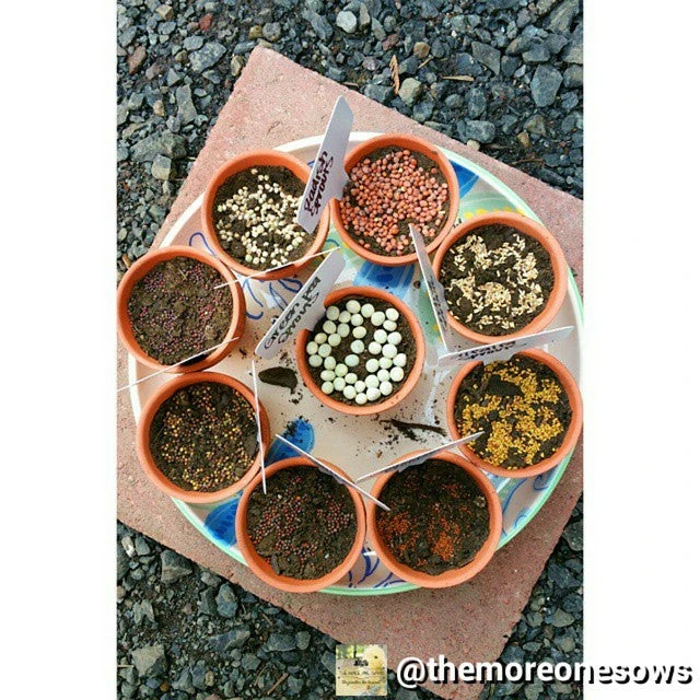 All-in-One Sprouts/Microgreens Variety Pack 4 All-in-One Sprouts/Microgreens Variety Pack - Image 2