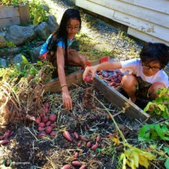 Potato (Late-Season) Fingerling - Red Thumb (Organic/Heirloom) 19 Potato (Late-Season) Fingerling - Red Thumb (Organic/Heirloom) -Speed now 135