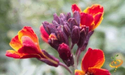 Wildflowers - Fragrant Flower Scatter Garden Seed Mix -Speed now 14 oclock 10c9656f 6ebb 4908 94cb 97fc2d2a0ddb