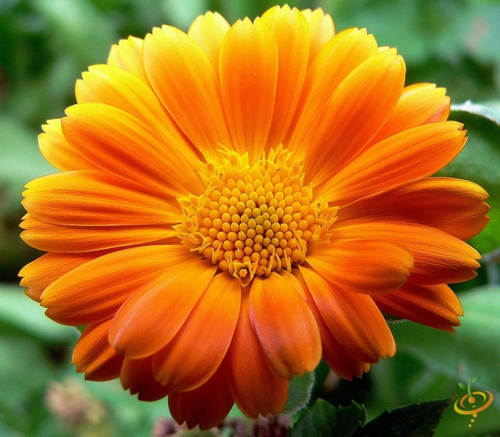 Wildflowers - Annual Cut Flower Scatter Garden Seed Mix 4 Wildflowers - Annual Cut Flower Scatter Garden Seed Mix - Image 2