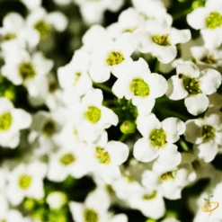 Wildflowers - Beneficial Insect Garden Seed Mix 20 Wildflowers - Beneficial Insect Garden Seed Mix -Speed now 1Assylum