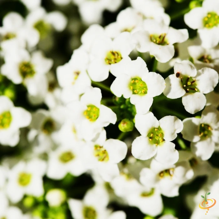 Wildflowers - Beneficial Insect Garden Seed Mix 11 Wildflowers - Beneficial Insect Garden Seed Mix - Image 9