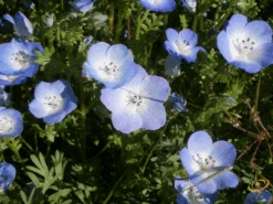 Wildflowers - Beneficial Insect Garden Seed Mix 17 Wildflowers - Beneficial Insect Garden Seed Mix -Speed now 1Baby Blue Eyes cb2f65f7 5e6c 448d 8202 a59e4d74690d