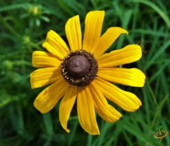 Wildflowers - All Annual Scatter Garden Seed Mix 27 Wildflowers - All Annual Scatter Garden Seed Mix -Speed now 1Black Eyed Susan 2 53fabbaa 3e6d 49c6 a574 56464631ce8e