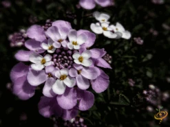 Wildflowers - Beneficial Insect Garden Seed Mix 19 Wildflowers - Beneficial Insect Garden Seed Mix -Speed now 1Candytuft 23799b59 24d2 4951 960d 685471b549f3