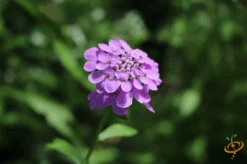 Wildflowers - Annual Cut Flower Scatter Garden Seed Mix 32 Wildflowers - Annual Cut Flower Scatter Garden Seed Mix -Speed now 1Candytuft 3602b6d1 131d 4b78 8f32 3ae0c38f7fce