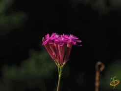 Wildflowers - Annual Cut Flower Scatter Garden Seed Mix 33 Wildflowers - Annual Cut Flower Scatter Garden Seed Mix -Speed now 1Catchfly 77657b20 bf33 4618 9075 bb9ebed233b9