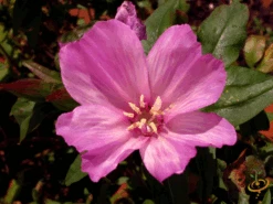 Wildflowers - Annual Cut Flower Scatter Garden Seed Mix 34 Wildflowers - Annual Cut Flower Scatter Garden Seed Mix -Speed now 1Clarkia amoena 73cbc76a d5ca 471c 8a5f 829d0874707b
