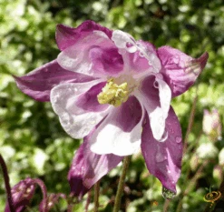 Wildflowers - All Perennial Scatter Garden Seed Mix 23 Wildflowers - All Perennial Scatter Garden Seed Mix -Speed now 1Columbine e24b76fd 05fc 40ef 85e4 e4b07fba9bda