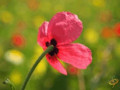 Wildflowers - All Annual Scatter Garden Seed Mix 34 Wildflowers - All Annual Scatter Garden Seed Mix -Speed now 1CornPoppy d0b9d8d4 f617 4c8c 9461 ea11ef3dd820