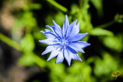 Wildflowers - Fragrant Flower Scatter Garden Seed Mix -Speed now 1Cornflower