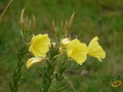 Wildflowers - All Annual Scatter Garden Seed Mix 36 Wildflowers - All Annual Scatter Garden Seed Mix -Speed now 1Evening Primrose 2 bd88fe37 f670 4a53 aec2 ce418bdc3b20