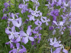 Wildflowers - Fragrant Flower Scatter Garden Seed Mix -Speed now 1Evening Scented Stock