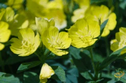 Wildflowers - Fragrant Flower Scatter Garden Seed Mix -Speed now 1Evening primrose