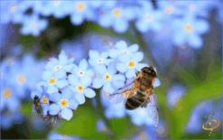Wildflowers - Fragrant Flower Scatter Garden Seed Mix -Speed now 1Forget Me Not 545f6b6a 8005 4dfc b9c1 8d3e8d4f83e9