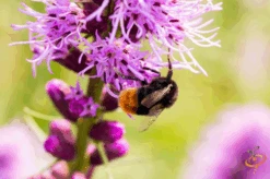 Wildflowers - All Perennial Scatter Garden Seed Mix 25 Wildflowers - All Perennial Scatter Garden Seed Mix -Speed now 1Gayfeather a0fa0fc0 696a 4aa2 a8f4 2c3f3f72c710