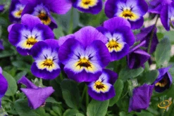 Wildflowers - Fragrant Flower Scatter Garden Seed Mix -Speed now 1Helen Mount 19abb1bf aa1b 4142 a280 c21788444935