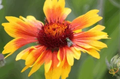 Wildflowers - All Annual Scatter Garden Seed Mix 37 Wildflowers - All Annual Scatter Garden Seed Mix -Speed now 1Indian Blanket
