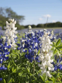 Wildflowers - Annual Cut Flower Scatter Garden Seed Mix 37 Wildflowers - Annual Cut Flower Scatter Garden Seed Mix -Speed now 1Lupine 6b871fc9 c41e 4e4f 8e22 16cd9b4f0362
