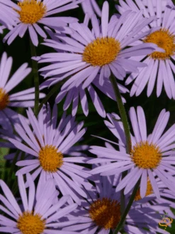 Wildflowers - All Perennial Scatter Garden Seed Mix 29 Wildflowers - All Perennial Scatter Garden Seed Mix -Speed now 1New England Aster