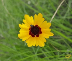Wildflowers - Annual Cut Flower Scatter Garden Seed Mix 39 Wildflowers - Annual Cut Flower Scatter Garden Seed Mix -Speed now 1Plains Coreopsis ce3c8b21 d740 4f3d ad87 3c0838f5ce47