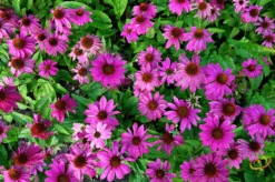 Wildflowers - All Perennial Scatter Garden Seed Mix 30 Wildflowers - All Perennial Scatter Garden Seed Mix -Speed now 1Purple Coneflower bff51f78 6ac7 47dc b712 7cd141421c0f