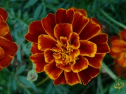 Wildflowers - Fragrant Flower Scatter Garden Seed Mix -Speed now 1Sparky Marigold