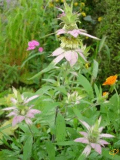 Wildflowers - Fragrant Flower Scatter Garden Seed Mix -Speed now 1Spotted Bee Balm