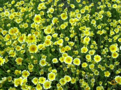 Wildflowers - Beneficial Insect Garden Seed Mix 14 Wildflowers - Beneficial Insect Garden Seed Mix -Speed now 1Tidy Tips