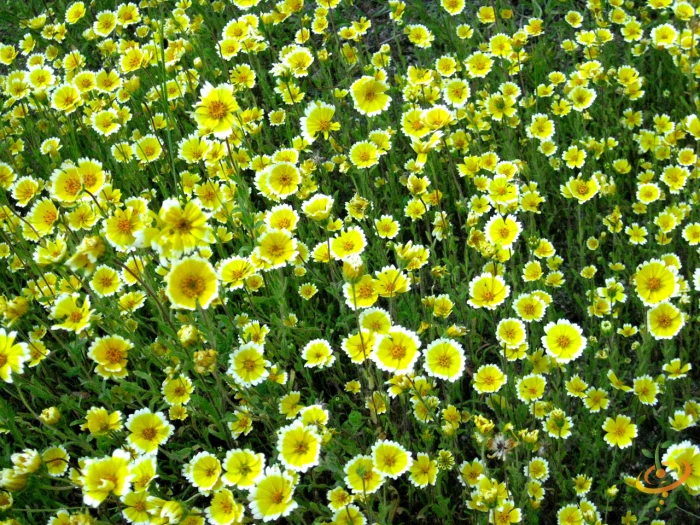 Wildflowers - Beneficial Insect Garden Seed Mix 5 Wildflowers - Beneficial Insect Garden Seed Mix - Image 3