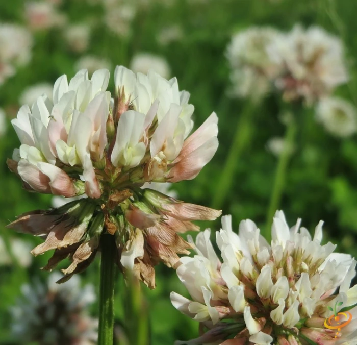 Wildflowers - Beneficial Insect Garden Seed Mix 6 Wildflowers - Beneficial Insect Garden Seed Mix - Image 4