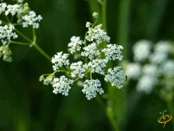 Wildflowers - Beneficial Insect Garden Seed Mix 16 Wildflowers - Beneficial Insect Garden Seed Mix -Speed now 1White Yarrow
