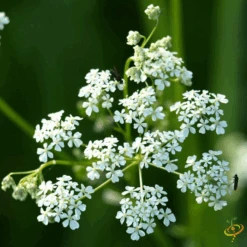 Wildflowers - All Perennial Scatter Garden Seed Mix 34 Wildflowers - All Perennial Scatter Garden Seed Mix -Speed now 1White Yarrow 437a1ced 09a5 4832 8c4f d945b88fb243