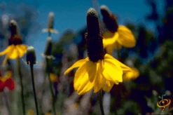 Wildflowers - All Perennial Scatter Garden Seed Mix 35 Wildflowers - All Perennial Scatter Garden Seed Mix -Speed now 1Yellow Prairie Coneflower 6439c9c4 0169 4888 a896 bc95cf34267a