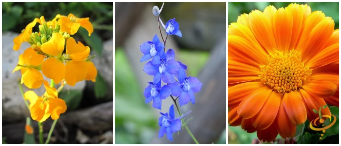 Wildflowers - All Annual Scatter Garden Seed Mix 14 Wildflowers - All Annual Scatter Garden Seed Mix - Image 12