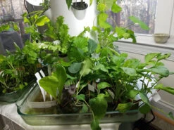 All-in-One Tower Garden Variety Pack -Speed now 20161201 150841 Copy 1