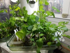 All-in-One Hydroponic Greens Variety Pack -Speed now 20161201 150841 Copy ecb4d16b 8361 41d6 ae7c a6d5af88b1f7