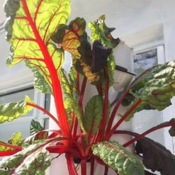 All-in-One Tower Garden Variety Pack -Speed now 2017 05 28 14.48.02 1524888381737412252 374699122