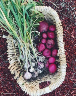 Potato (Mid-Season) - Norland, Dark Red (ORGANIC) 12 Potato (Mid-Season) - Norland, Dark Red (ORGANIC) -Speed now 2017 07 05 17.28.58 1552510864569362531 374699122