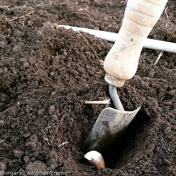 Garlic - (Soft Neck) Italian Late 5 Garlic - (Soft Neck) Italian Late - Image 3