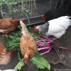 All-in-One Chicken Garden Variety Pack -Speed now 2017 11 29 15.52.53 1659034728865795190 374699122