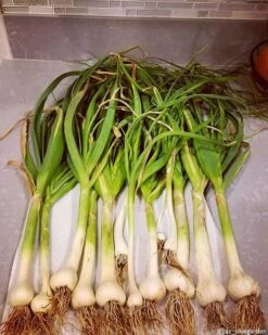 Garlic - (Soft Neck) Italian Late 11 Garlic - (Soft Neck) Italian Late -Speed now 2018 04 29 08.58.56 1768237319260011532 374699122