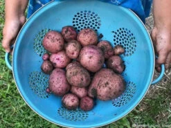 Potato (Mid-Season) - Norland, Dark Red (ORGANIC) 13 Potato (Mid-Season) - Norland, Dark Red (ORGANIC) -Speed now 2018 05 20 13.45.09 1783601671274660525 374699122
