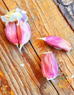 Garlic - (Soft Neck) Early Purple Italian (Organic) 11 Garlic - (Soft Neck) Early Purple Italian (Organic) -Speed now 700x