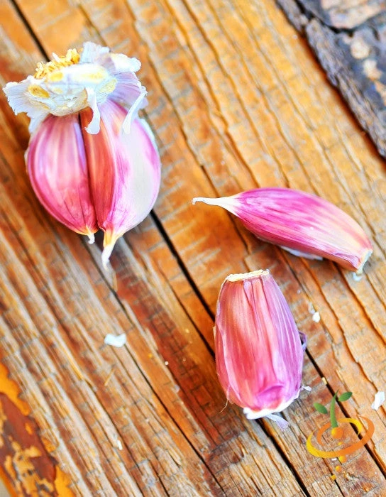 Garlic - (Soft Neck) Early Purple Italian (Organic) 5 Garlic - (Soft Neck) Early Purple Italian (Organic) - Image 3