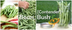 Bean, Bush - Contender -Speed now 700x300 133c75a8 5d20 4ab5 a50a 1ab667b0719e