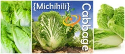 Cabbage - Michihili 15 Cabbage - Michihili -Speed now 700x300 77958edf 4674 48c5 965f 5f350e52534b