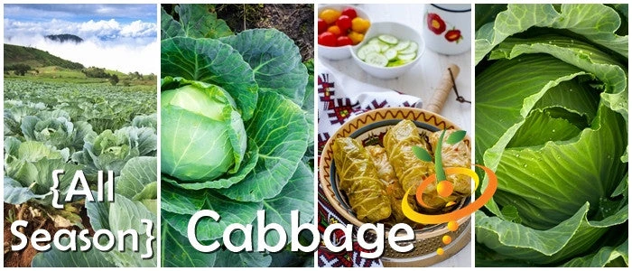Cabbage - All Season 9 Cabbage - All Season - Image 7