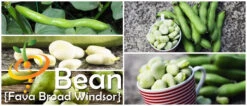 Bean, Fava/Broad - Broad Windsor 18 Bean, Fava/Broad - Broad Windsor -Speed now 700x300 d48202bf 35a4 4134 a815 6bfa5baa0ebb